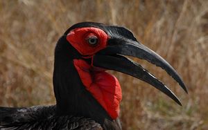 Preview wallpaper southern ground hornbill, head, beak, bird