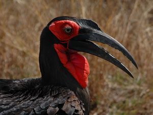 Preview wallpaper southern ground hornbill, head, beak, bird