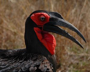 Preview wallpaper southern ground hornbill, head, beak, bird