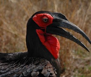 Preview wallpaper southern ground hornbill, head, beak, bird