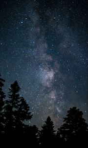 Preview wallpaper space, starry sky, trees, silhouette
