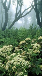 Preview wallpaper spain, wood, vegetation, trees, flowers