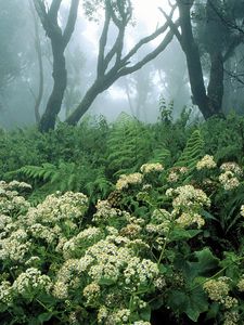 Preview wallpaper spain, wood, vegetation, trees, flowers