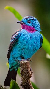 Preview wallpaper spangled cotinga, bird, branch