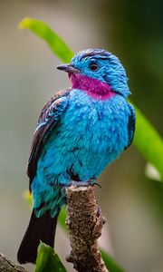 Preview wallpaper spangled cotinga, bird, branch