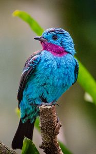 Preview wallpaper spangled cotinga, bird, branch