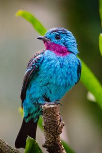 Preview wallpaper spangled cotinga, bird, branch