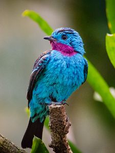 Preview wallpaper spangled cotinga, bird, branch