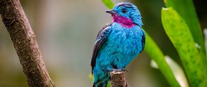Preview wallpaper spangled cotinga, bird, branch
