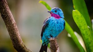 Preview wallpaper spangled cotinga, bird, branch
