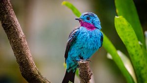 Preview wallpaper spangled cotinga, bird, branch