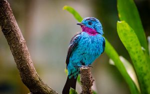 Preview wallpaper spangled cotinga, bird, branch