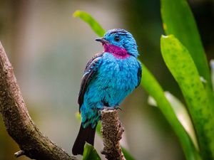 Preview wallpaper spangled cotinga, bird, branch