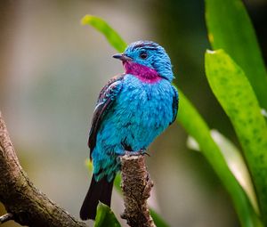 Preview wallpaper spangled cotinga, bird, branch