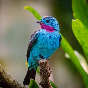 Preview wallpaper spangled cotinga, bird, branch