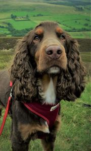 Preview wallpaper spaniel, dog, muzzle