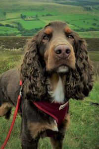 Preview wallpaper spaniel, dog, muzzle