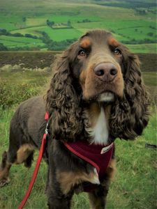 Preview wallpaper spaniel, dog, muzzle