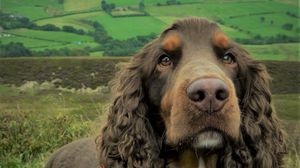 Preview wallpaper spaniel, dog, muzzle