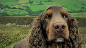 Preview wallpaper spaniel, dog, muzzle