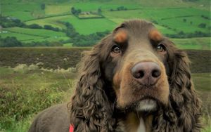 Preview wallpaper spaniel, dog, muzzle