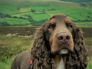 Preview wallpaper spaniel, dog, muzzle