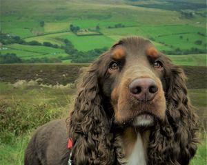 Preview wallpaper spaniel, dog, muzzle