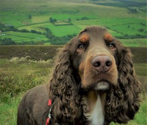 Preview wallpaper spaniel, dog, muzzle