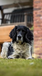 Preview wallpaper spaniel, dog, pet, glance, grass