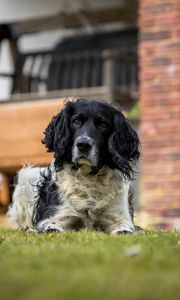 Preview wallpaper spaniel, dog, pet, glance, grass