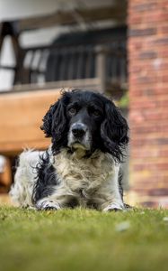 Preview wallpaper spaniel, dog, pet, glance, grass