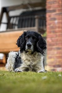 Preview wallpaper spaniel, dog, pet, glance, grass