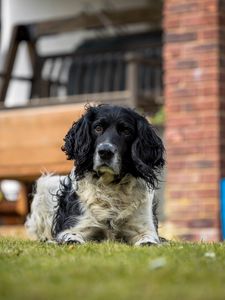 Preview wallpaper spaniel, dog, pet, glance, grass