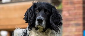 Preview wallpaper spaniel, dog, pet, glance, grass