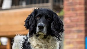 Preview wallpaper spaniel, dog, pet, glance, grass