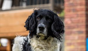 Preview wallpaper spaniel, dog, pet, glance, grass