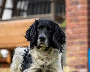 Preview wallpaper spaniel, dog, pet, glance, grass