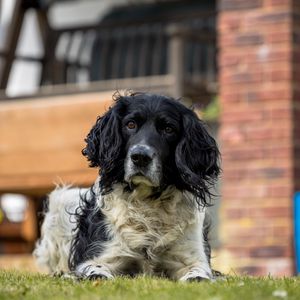 Preview wallpaper spaniel, dog, pet, glance, grass