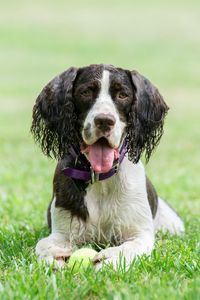 Preview wallpaper spaniel, dog, pet, protruding tongue, ball, play