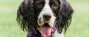 Preview wallpaper spaniel, dog, pet, protruding tongue, ball, play