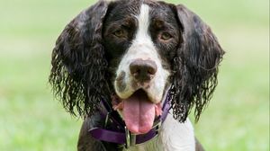 Preview wallpaper spaniel, dog, pet, protruding tongue, ball, play