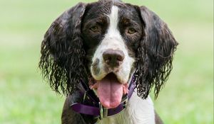 Preview wallpaper spaniel, dog, pet, protruding tongue, ball, play