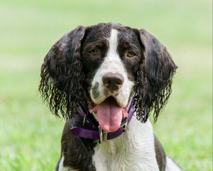 Preview wallpaper spaniel, dog, pet, protruding tongue, ball, play