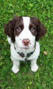 Preview wallpaper spaniel, puppy, grass, sit, look