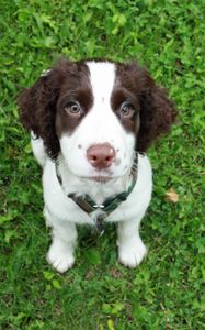 Preview wallpaper spaniel, puppy, grass, sit, look