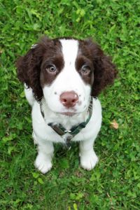 Preview wallpaper spaniel, puppy, grass, sit, look