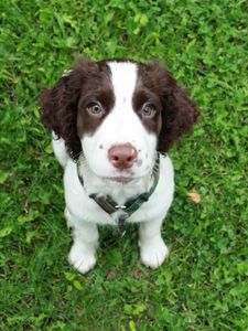 Preview wallpaper spaniel, puppy, grass, sit, look