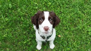 Preview wallpaper spaniel, puppy, grass, sit, look