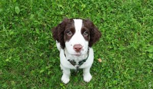 Preview wallpaper spaniel, puppy, grass, sit, look