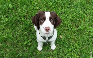 Preview wallpaper spaniel, puppy, grass, sit, look